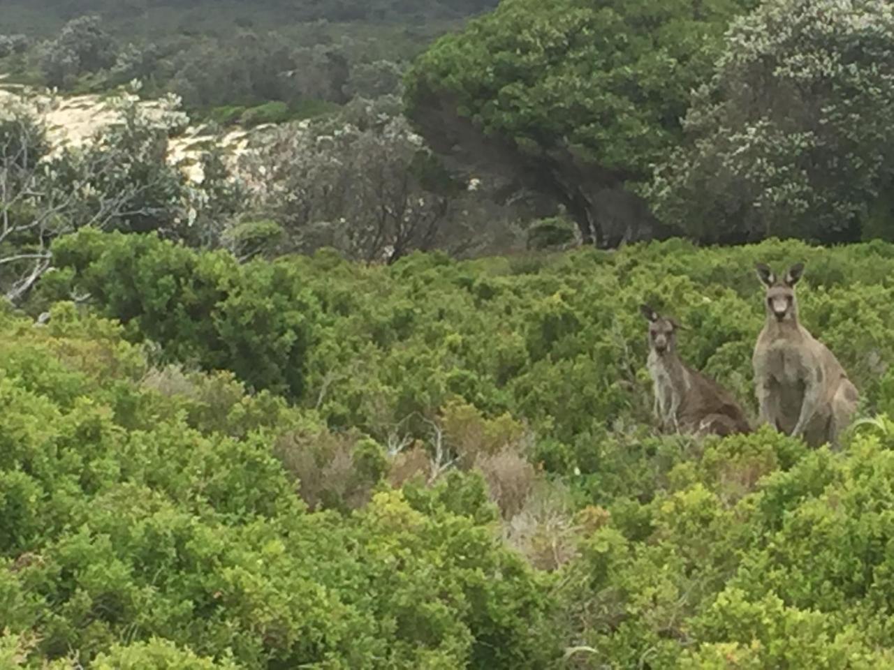 伊甸高尔夫景观汽车旅馆 伊登 外观 照片